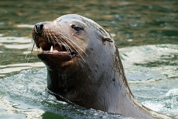 Fototapeta premium sea lion on the rock