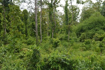 Fototapeta premium green trees in the forest