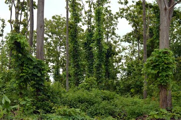 Obraz premium green trees in the forest
