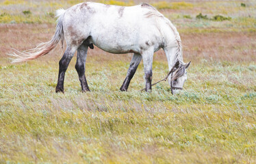 Naklejka na ściany i meble Horse in the field. A beautiful horse grazes in the field.
