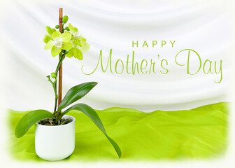 Elegant floral Mothers day greeting card. Delicate Green orchid houseplant with white and lime green background and Mother's Day typography.
