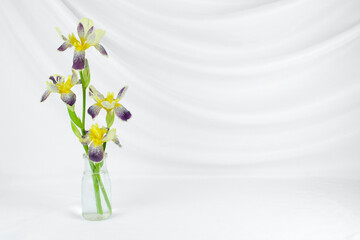 Yellow and purple iris flowers arranged in a clear bottle isolated on an elegant white backdrop. Delicate floral arrangement with copy space for greeting card. Floral still life