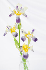 Yellow and purple iris flowers arranged in a clear bottle isolated on an elegant white backdrop. Delicate floral arrangement with copy space for greeting card. Floral still life, vertical orientation.