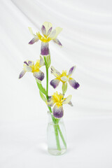 Yellow and purple iris flowers arranged in a clear bottle isolated on an elegant white backdrop. Delicate floral arrangement with copy space for greeting card. Floral still life, vertical orientation.