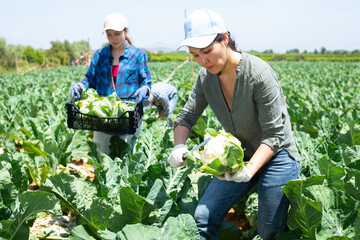 Asian woman farmer with knife picking fresh organic cauliflower cabbage in crates on farm