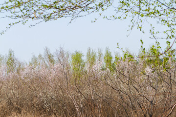 Naklejka premium Trees sprouting and flowering in spring in a park.