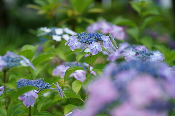 初夏のカラフルなアジサイの花が咲く