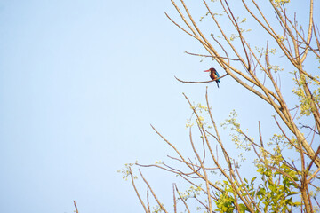 A kingfisher resting on a branch