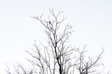 tree without leaves Two birds perched on the branches. The background is a dull white sky