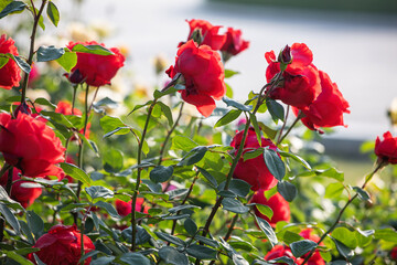 Obraz premium Chinese roses in full bloom in the park