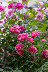 Fototapeta premium Chinese roses in full bloom in the park