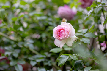 Chinese roses in full bloom in the park