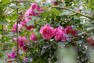 Chinese roses in full bloom in the park