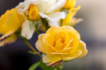 Chinese roses in full bloom in the park