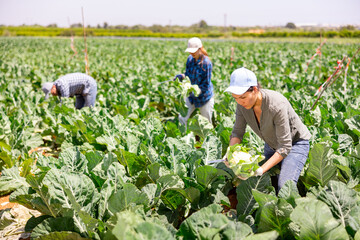 Asian woman plantation worker picking ripe cauliflowers on vegetable field.