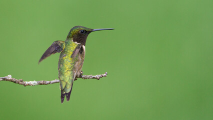 Ruby-throated Hummingbird