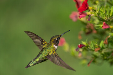 Fototapeta na wymiar A dorsal view of a ruby-throated hummingbird