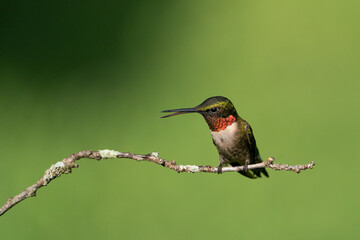 A Ruby-throated Hummingbird Perched on a Branch