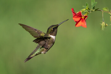 Obraz na płótnie Canvas Ruby-throated Hummingbird