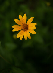 Obraz premium Single North America Native False Sunflower with Dark Green Bokeh Background
