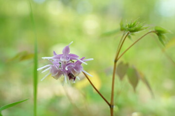 ユニークな形の花を咲かせるイカリソウ