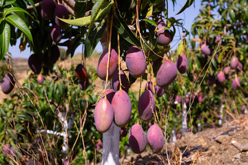 Orchard - ripe mango on a branch in the garden