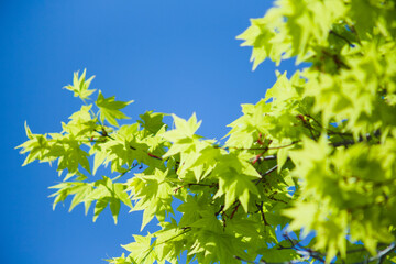 もみじの若葉と青空	