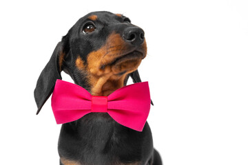 Portrait of adorable dachshund puppy with a bright pink bow tie around its neck, who obediently sits and looks up attentively isolated on white background, front view, close up