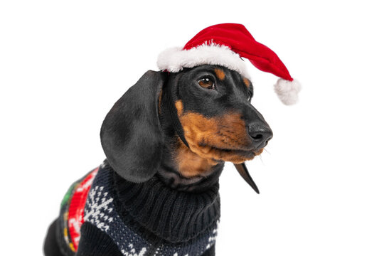Portrait of adorable dachshund puppy in a Santa hat and a woolen Christmas sweater, who is sitting obediently isolated on white background, side view. Picture for holiday media
