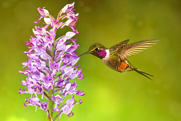 Tiny hummingbird with long wings and bill and bright red throat