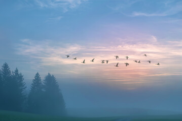 Autumn landscape birds fly in the fog