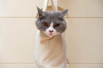 a cute british shorthair cat in a shopping bag at horizontal composition