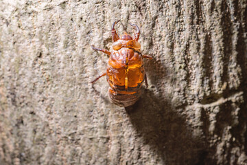 Cicada shell hanging on a tree