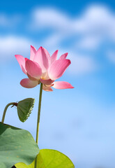 Low angle view of beautiful pink Indian lotus with green leaf against blurred blue sky background in vertical frame