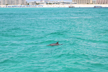 dolphin surfacing near the coastline