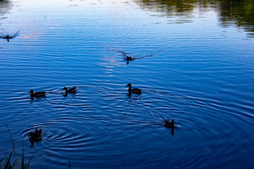 ducks on the lake