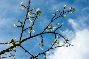 Budding cherry plum tree against springtime sky