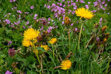 Fototapeta premium Dandelions in a field of grass and tiny pink flowers
