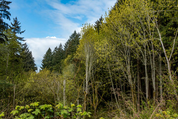 Springtime woodlands and blue sky in Pacific Northwest