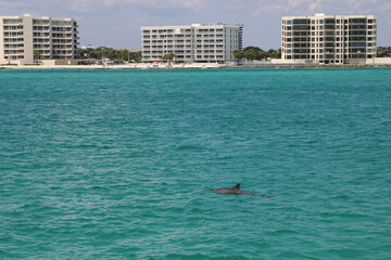 dolphin spotted near coastline that is lined with hotels and resorts