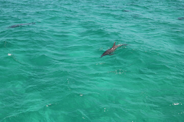 dolphin swimming in the ocean