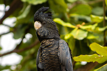 wild red tail black cockatoo 