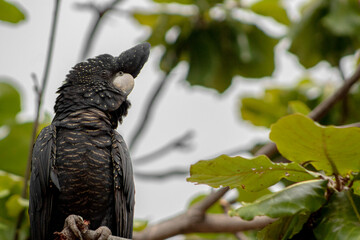 wild red tail black cockatoo 