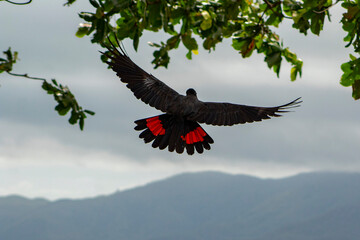 wild red tail black cockatoo 