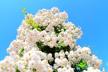 白いバラと青空