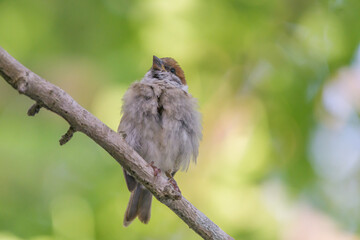 短くて太めのボディのスズメ