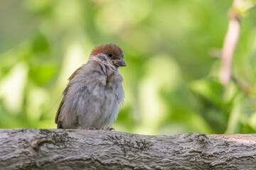 スズメ科のスズメ
