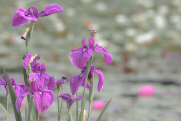 湿地帯に咲く花菖蒲