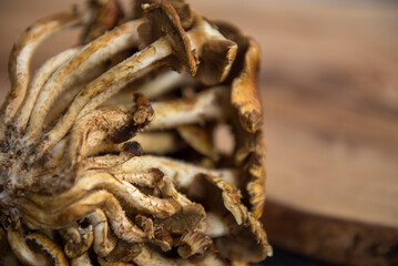 Closeup side view of back of cinnamon cap mushroom on a grainy wooden background