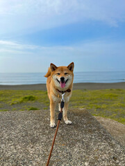 dog on the beach